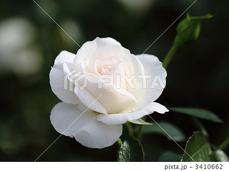 薔薇のブライダル・ティアラ 薔薇のブライダル・ティアラ 3410662