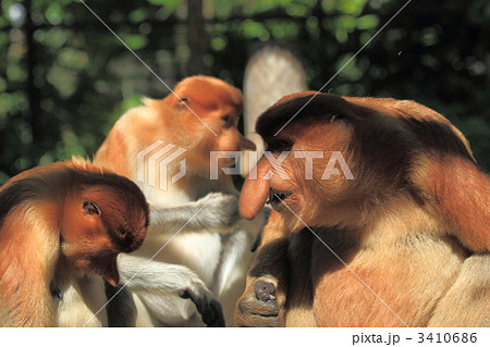 反省が足りんのｼﾞｬｯ！！ 3410686