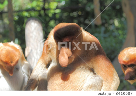 長老！お気を静めて！ 3410687