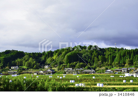 ロールベールサイレージ 3410846