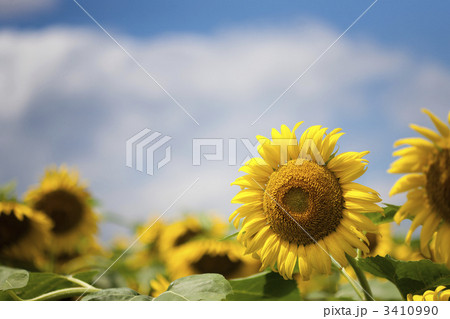 座間のひまわり 3410990