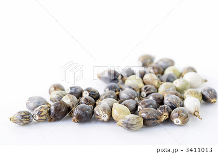 数珠玉の実 3411013