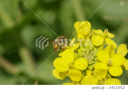 蜜蜂と菜の花 3411052