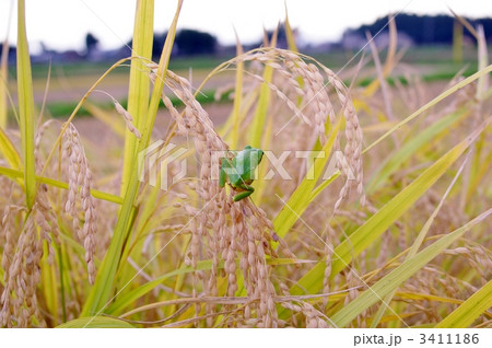 ニホンアマガエルと稲穂 3411186