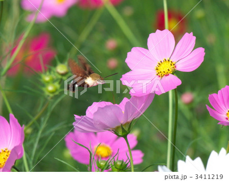 スカシバとコスモス スカシバとコスモス 3411219
