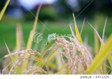 ニホンアマガエルと稲穂 3411220