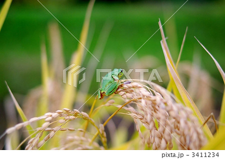 ニホンアマガエルと稲穂 3411234