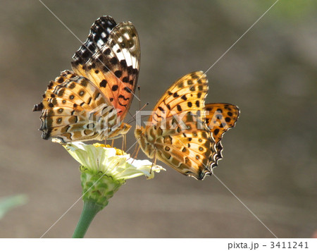 チョウのデート 3411241