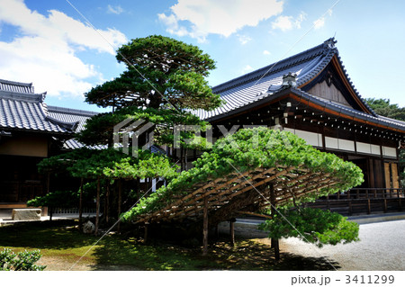 陸舟の松 3411299