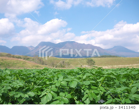 高原のジャガイモ畑 3411340