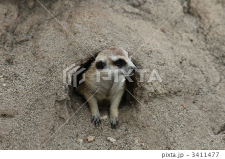 ミーアキャット 3411477