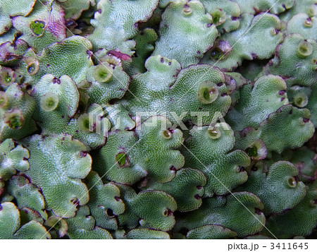 フタバネゼニゴケ フタバネゼニゴケ 3411645