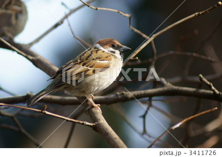 冬の雀 ちょっと太めです 冬の雀 ちょっと太めです 3411726