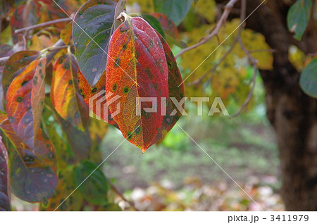 柿の葉の紅葉 斑模様の紅葉 柿の葉の紅葉 斑模様の紅葉 3411979