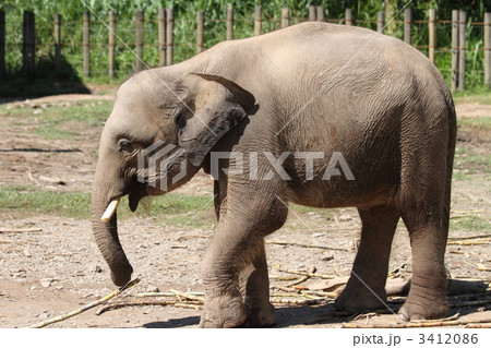 アジアゾウ　ボルネオ島 3412086