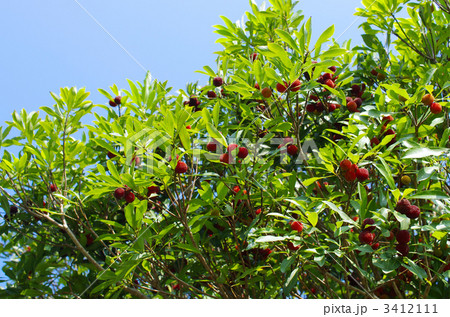 初夏の山桃 3412111