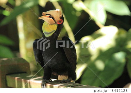 サイチョウ ボルネオ島 サイチョウ ボルネオ島 3412123