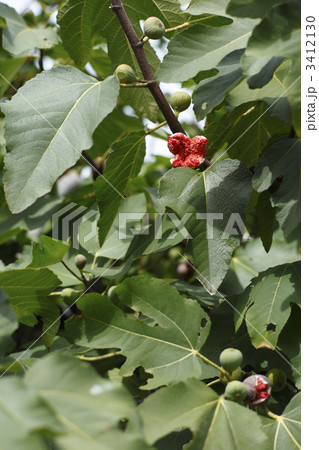 イチジク イチジク 3412130