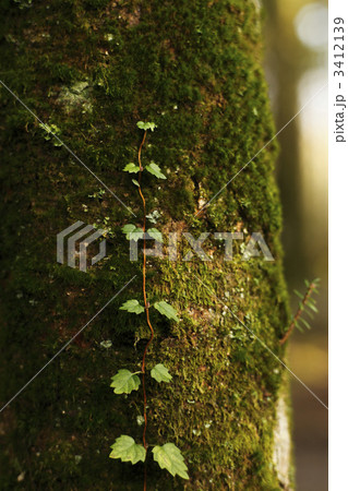 ツタ ツタ 3412139