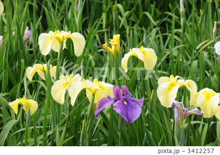 香川県亀鶴公園の花菖蒲 3412257