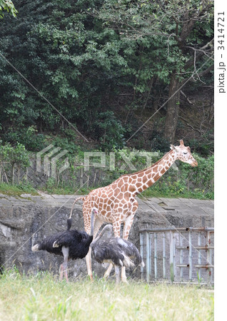 アミメキリンと仲良しダチョウ アミメキリンと仲良しダチョウ 3414721