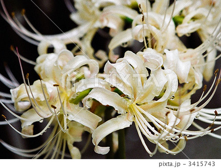 白花彼岸花 3415743