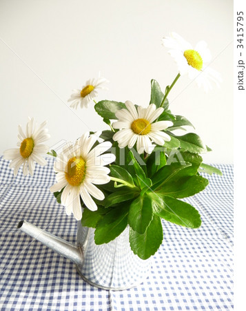 秋の花　ハマギク 3415795