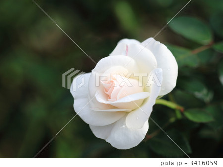 薔薇のブライダル・ティアラ 薔薇のブライダル・ティアラ 3416059