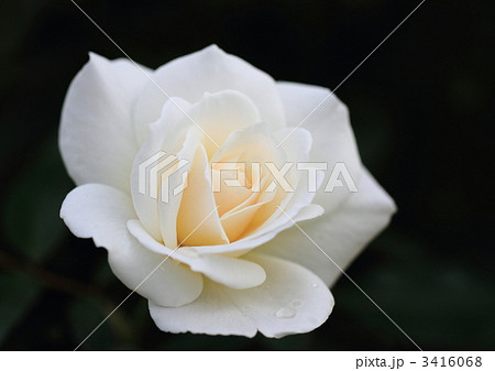 薔薇のファビュラス! 薔薇のファビュラス! 3416068