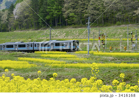 菜の花畑を走る大糸線 3416168