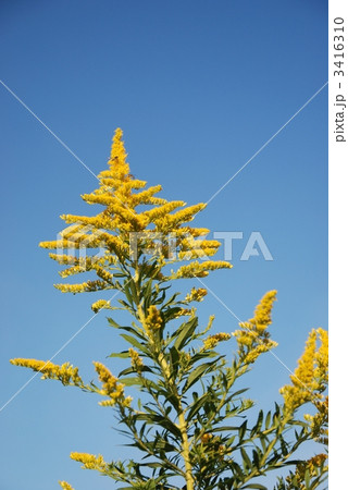 セイダカアワダチソウと秋空 3416310