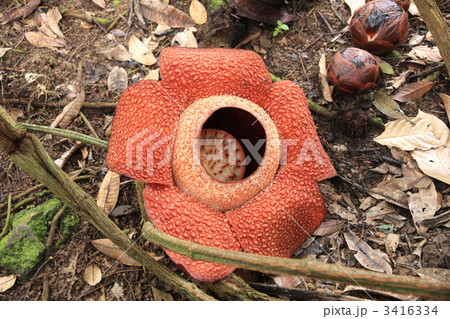 幻の花　ラフレシア 3416334