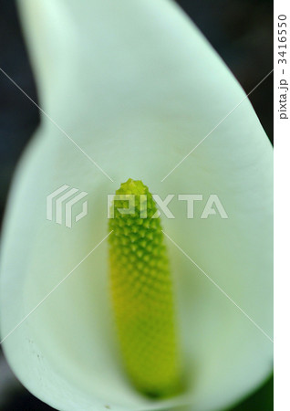 水芭蕉の雌性時期 3416550