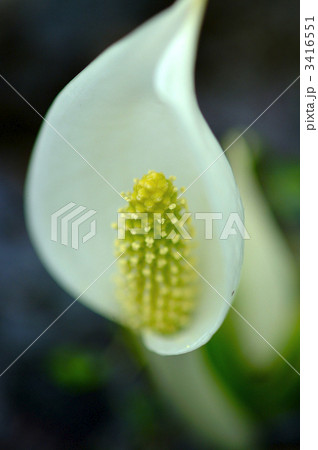 水芭蕉の雄性時期 3416551