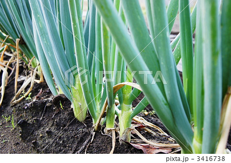 長ネギ 3416738