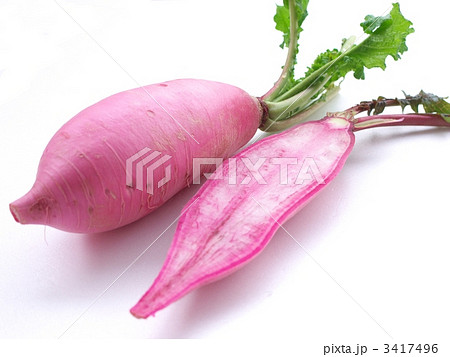 赤大根 3417496