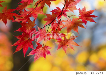 逆光の紅葉 3417741