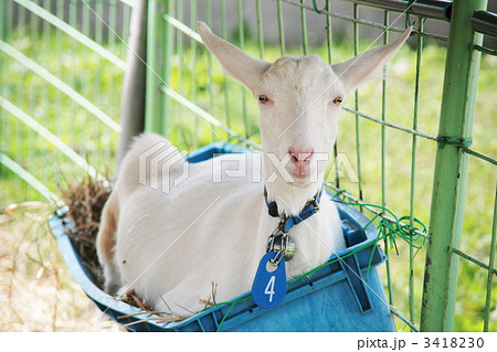 山羊 山羊 3418230