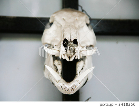 猪の頭蓋骨の写真素材