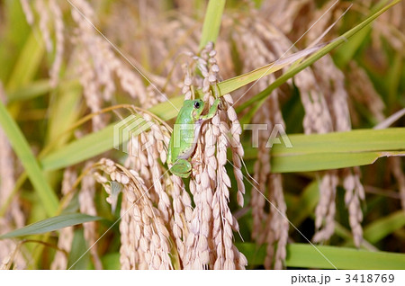 ニホンアマガエルと稲穂 ニホンアマガエルと稲穂 3418769