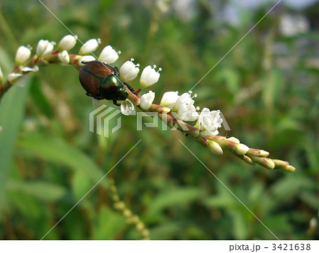 Japanese beetle-01 3421638