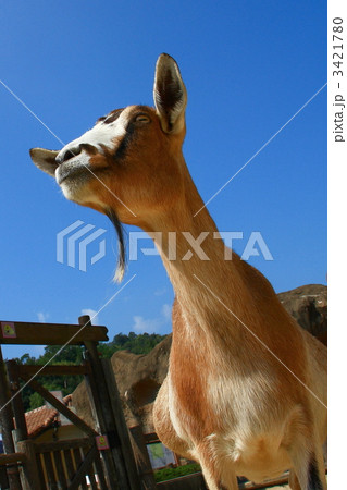 ヤギ 3421780