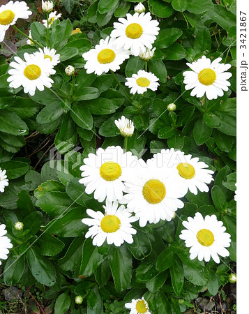 秋の花　かわいい浜菊 3421867