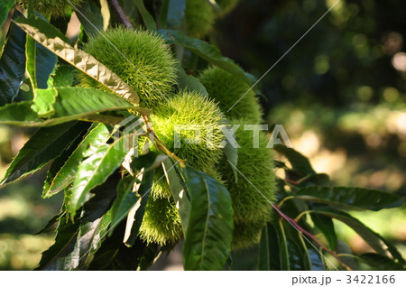 栗の実成育中 栗の実成育中 3422166