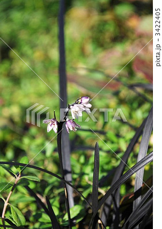 コクリュウの花 3422405