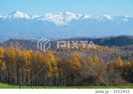 晩秋のカラマツ林と十勝岳連峰 3422445