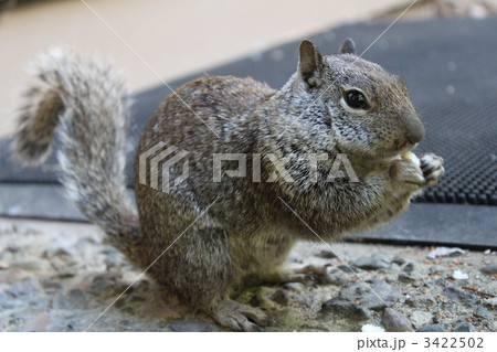 リスの朝ご飯 3422502
