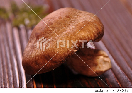 椎茸 3423037