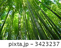 竹林の木漏れ日 3423237