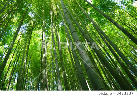 竹林の木漏れ日 3423237